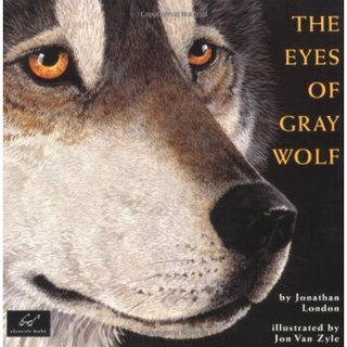 The Eyes of Gray Wolf