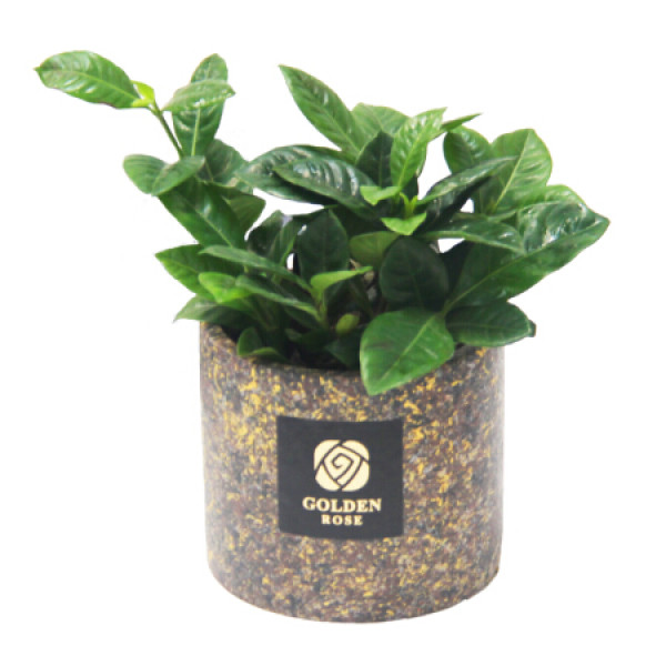 商品世纪奥桥 栀子花绿植盆栽室内居家阳台办公桌面花卉绿植盆栽圆形