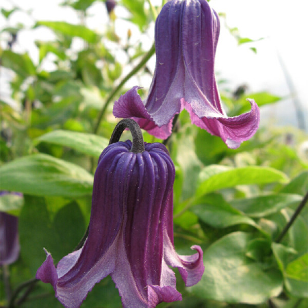 商品虹越 铁线莲苗p9 紫铃铛/如古 1年生 单叶铃铛 花型漂亮 夏日铃铛