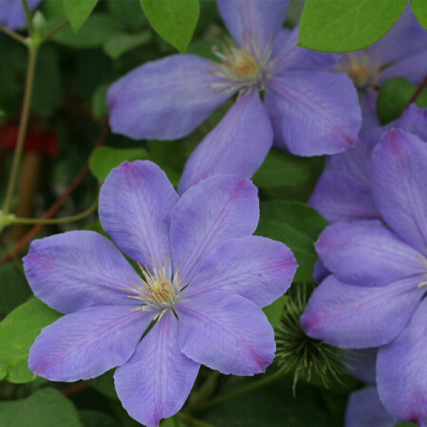 虹越 铁线莲苗p9 科尔蒙迪利女士 1年生 花期长 花量大 单瓣早花大花