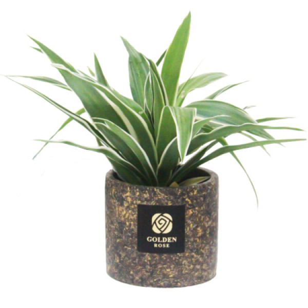 金边吊兰绿植盆栽室内居家阳台办公桌面花卉绿植盆栽圆形赤金水泥盆