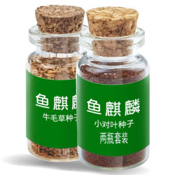 鱼麒麟 出芽率高！水草种子鱼缸造景  前景草淡水植物造景速成牛毛草迷你珍珠小对叶 两瓶套装