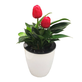 世纪奥桥郁金香绿植仿真花卉绿植盆栽自动吸水花盆含盆发货