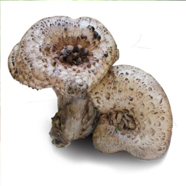 商品及养堂 逅园子 新鲜黑虎掌菌 500g 云南香格里拉野生菌