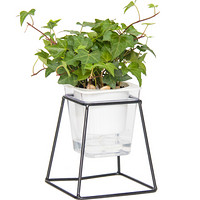 红豆（Hodo）常春藤 铁艺花架透明吸水盆绿植盆栽 办公室桌面室内居家阳台绿植花卉 带盆栽好