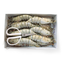 mr seafood 京鲜生 青岛大虾黑虎虾 一盒15只 1000g