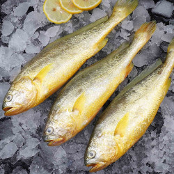 海皇湾大黄花鱼1kg2件共8条