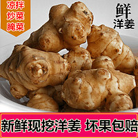 现挖5斤野生洋姜新鲜鬼子姜不辣农家蔬菜可腌制泡菜酱菜阳姜 菊芋