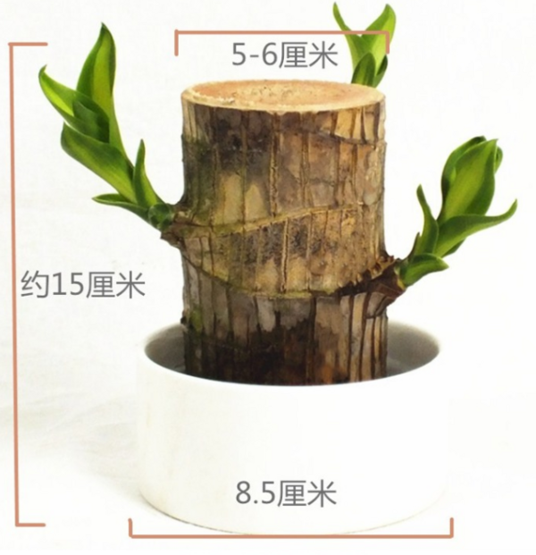 花竹恋 水培植物幸运木 直径5-6厘米含盆