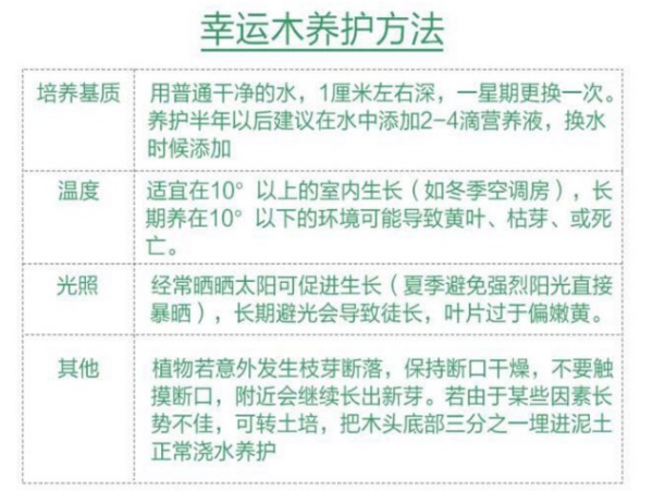 花竹恋 水培植物幸运木 直径5-6厘米含盆