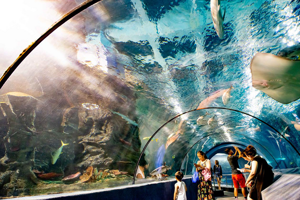 当地玩乐：人鲨共舞+海底隧道+企鹅馆！北京太平洋海底世界日场门票 可免费带1儿童