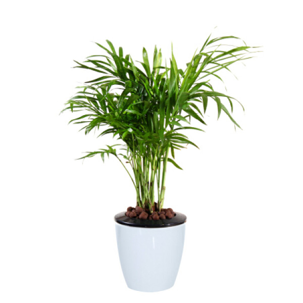 商品花七休 袖珍椰子 自吸水白色花盆 花卉绿植盆栽 室内居家桌面阳台