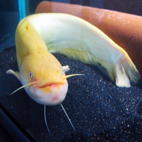 【鲜特莱鱼类】鲜特莱 企业餐饮装 黄鲶鱼 1kg【报价 价格 评测 怎么