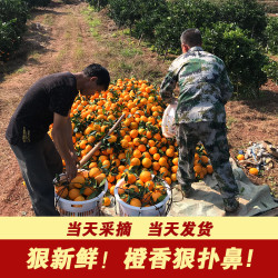 江西正宗赣南脐橙现摘新鲜水果甜橙子现货带箱5斤
