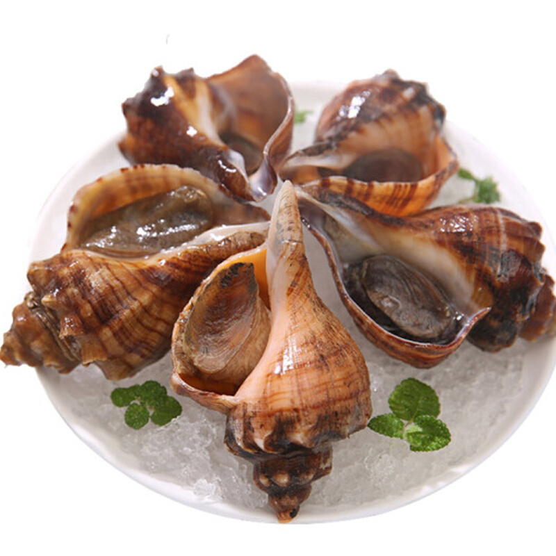 wecook 味库 鲜活 大号海螺 4-8头/500g *3件