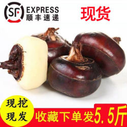 荸荠新鲜当季时令水果蔬菜农家现挖现发大个脆甜多汁收藏发5.5斤