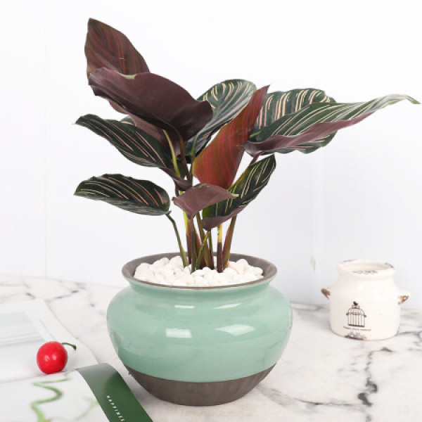 商品艾荟萃 黑美人 意境系列青瓷质感 思韵圆瓷盆绿植花卉盆栽 室内