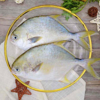 水巷口 冷冻无公害金鲳鱼700g/2条