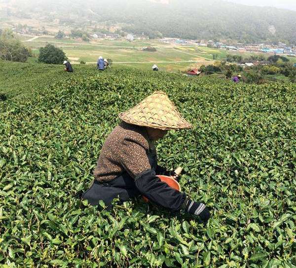 茶叶中最闪亮的那个“仔”