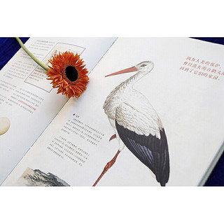观鸟：荷兰皇家图书馆珍藏鸟类观察笔记