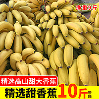 野生高山甜大香蕉banana新鲜当季水果包邮应季10斤整箱芭蕉大蕉