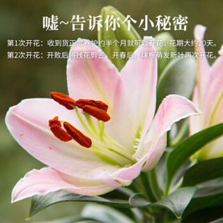 红豆（Hodo）香水百合透明吸水盆 花卉盆栽阳台室内好养护长花期绿色开花植物绿植盆栽 带盆栽好