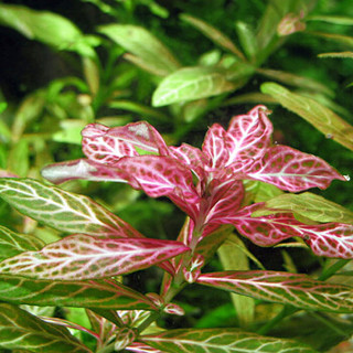 疯狂水草 活体水草 鱼缸造景装饰 水族箱后景真水草 红丝青叶 约15颗