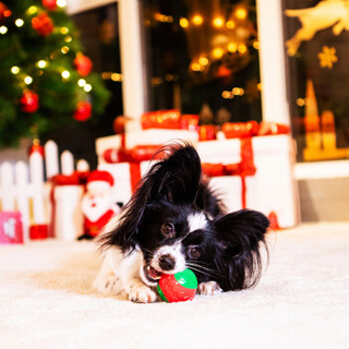 贵为（GiGwi）2019圣诞小狗礼盒宠物玩具泰迪小狗玩具磨牙发声耐咬训练狗玩具