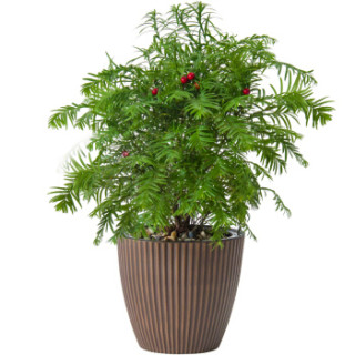 花盆带盆栽好适用空间阳台,客厅,办公桌,卧室商品名称红豆南方红豆杉