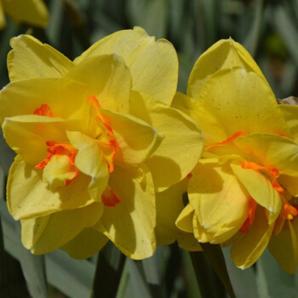 商品世纪奥桥 塔希提 荷兰进口洋水仙种球多年生球根花卉 单球水培土