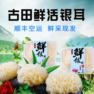 Gusong 古松食品 古松新鲜银耳700g 白木耳6朵独立盒装源头直发包邮