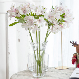 贝拉豆北欧玻璃花瓶富贵竹百合水培花器干花仿真花插花摆件HXFW01