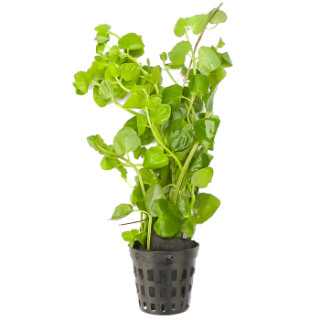 商品疯狂水草 活体水草 鱼缸造景装饰 水族箱中景真水草 苹果草 约10