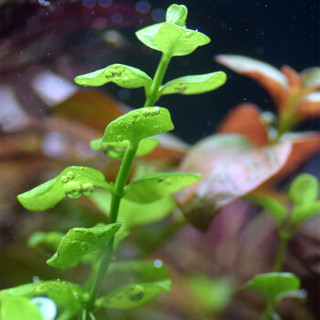 疯狂水草 活体水草 鱼缸造景装饰  水族箱中景真水草 苹果草 约10颗