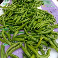 移动专享：大凉山高原青辣椒 3斤