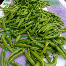 大凉山高原青辣椒 3斤