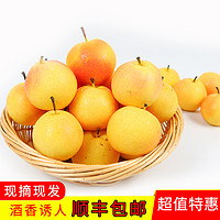 鞍山南果梨带箱包邮5斤中果