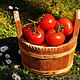 顺丰现货 攀枝花米易西红柿 露天沙瓤西红柿 新鲜水果 应季蔬菜番茄孕妇 5斤