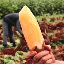 云南天山雪蓮果 帶箱10斤