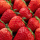红颜奶油草莓 四川大凉山 1500g
