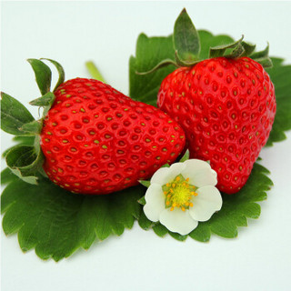 tongchengguoxian 同城果鲜 奶油鲜草莓 1.5kg