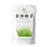 萌肉居 草坪种子草坪牧草种子早熟禾球场别墅庭院护坡耐寒旱耐践踏不修剪园林绿化工程草种子/高羊茅1斤