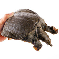 味库 国产鲜活绿皮甲鱼 食用团鱼王八鳖活体 500g/只 1斤 鲜活到家