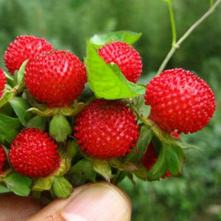 萌肉居 草花种子野生花种子格桑花种籽子四季开花易活花籽庭院室外花卉野花组合绿化工程种子/蛇莓种子50克