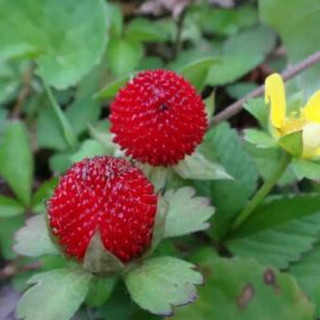 萌肉居 草花种子野生花种子格桑花种籽子四季开花易活花籽庭院室外花卉野花组合绿化工程种子/蛇莓种子50克