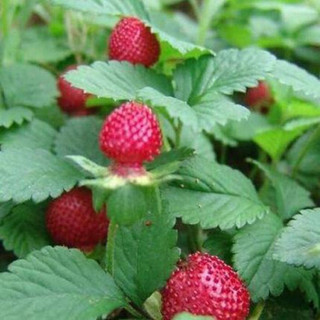 萌肉居 草花种子野生花种子格桑花种籽子四季开花易活花籽庭院室外花卉野花组合绿化工程种子/蛇莓种子50克