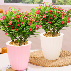 海棠花盆栽室内阳台花卉观花植物四季开花绿植铁海棠虎刺梅带花苞多少钱 什么值得买