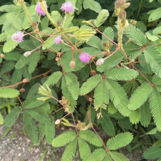 萌肉居 草花种子波斯菊花种子格桑花种籽子四季开花易活花籽庭院室外花卉野花组合绿化工程种子/害羞草半斤