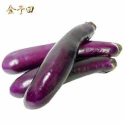 金予田 云南新鲜长茄子 5斤装