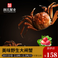 颜氏蟹业 鲜活大闸蟹 螃蟹 海鲜水产 全母 母蟹2.0-2.3 20只